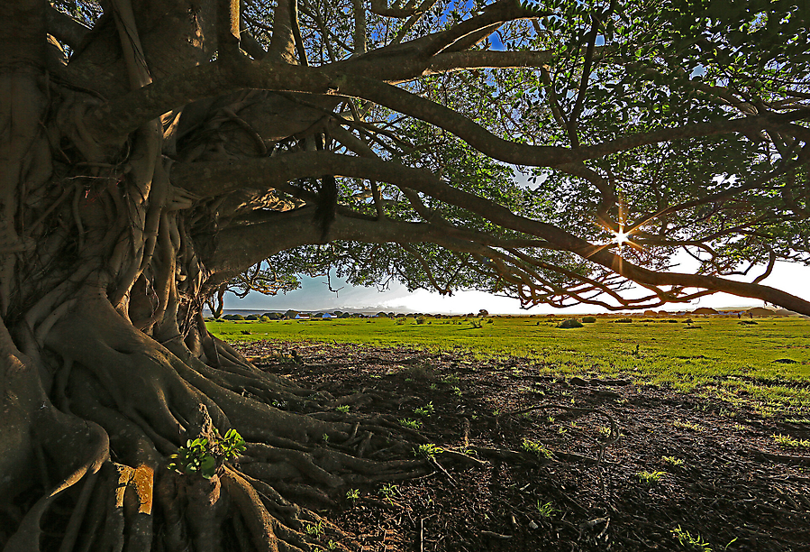 1platz baum ingo 20210512 1153106717