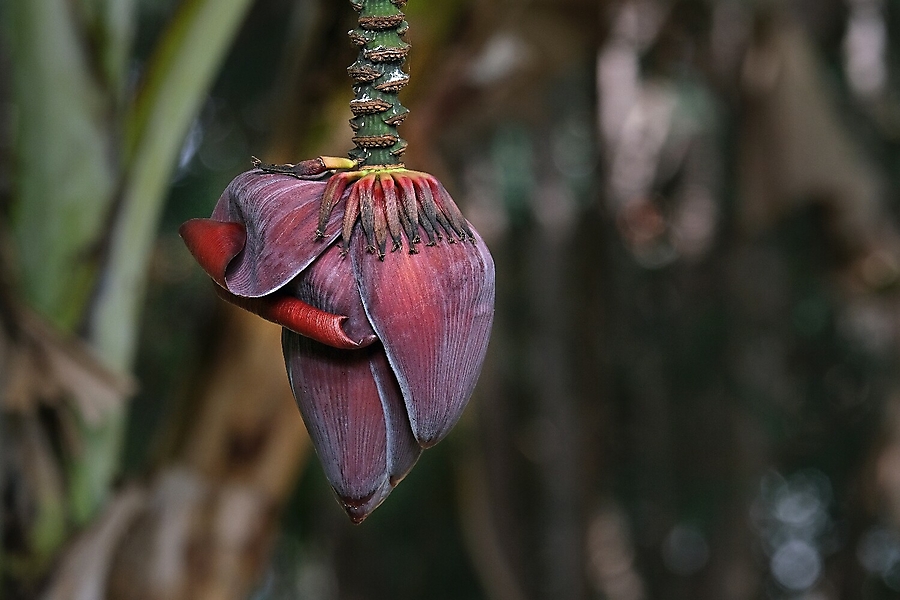 3platz bananenbluete ruth 20210512 1260865487