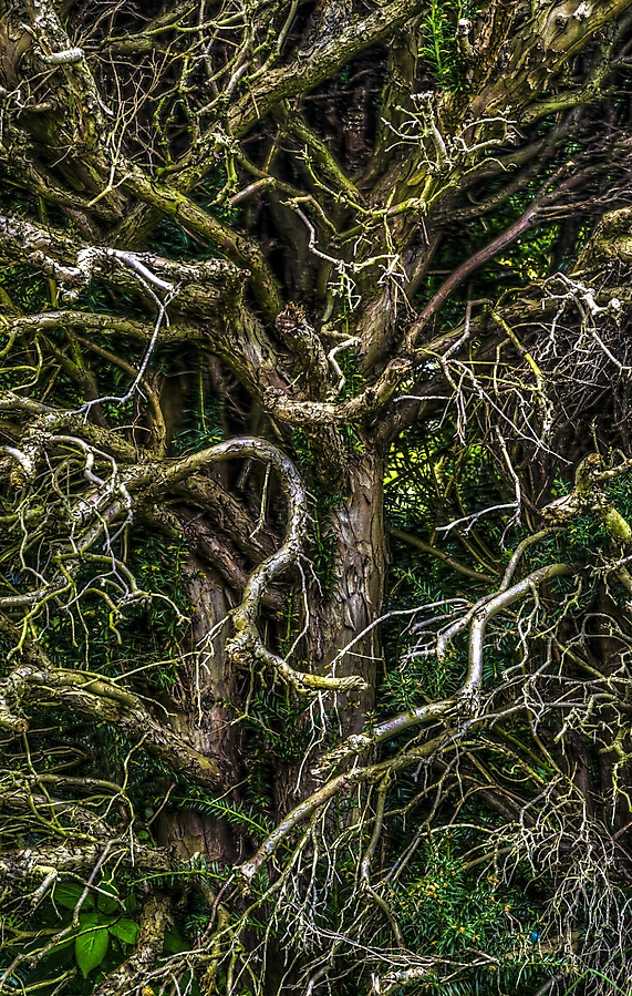 3platz baum2 sigi 20210512 1950040196