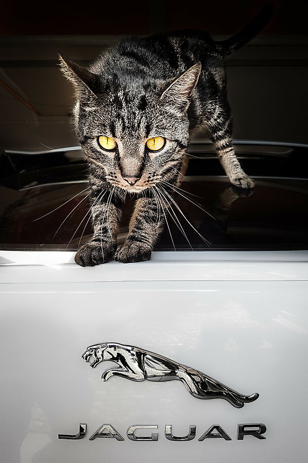 4platz jaguarkaetzche hermann 20210818 1202027195