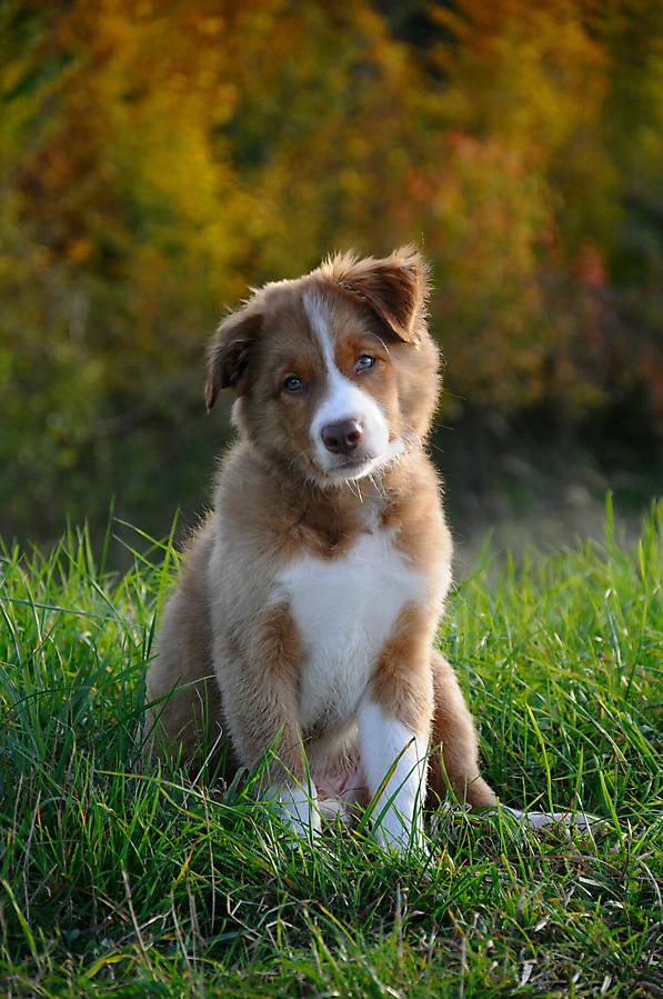 4 platz hund im herbst tamara 20210720 1662018452