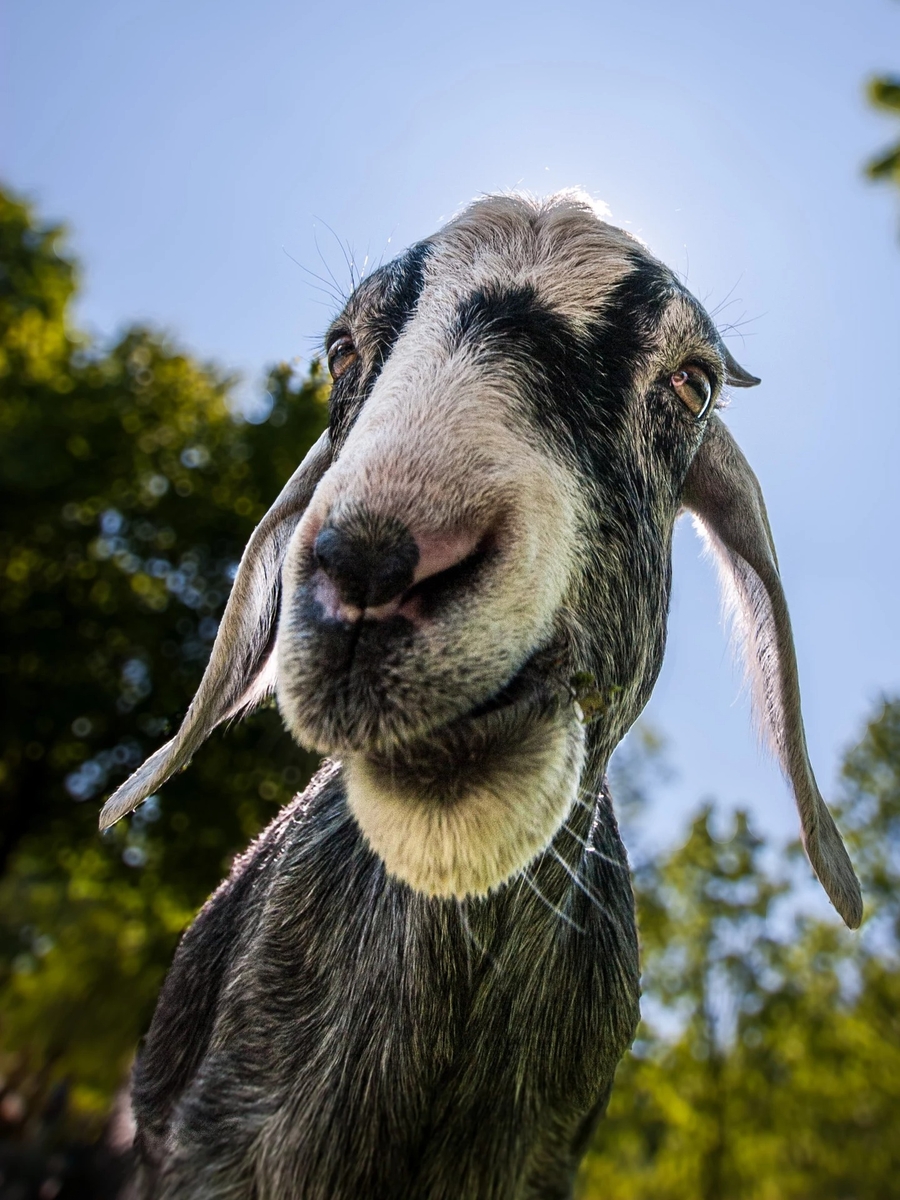 3platz ziegaeaeaeh von hermann weiss 20240103 1835082431