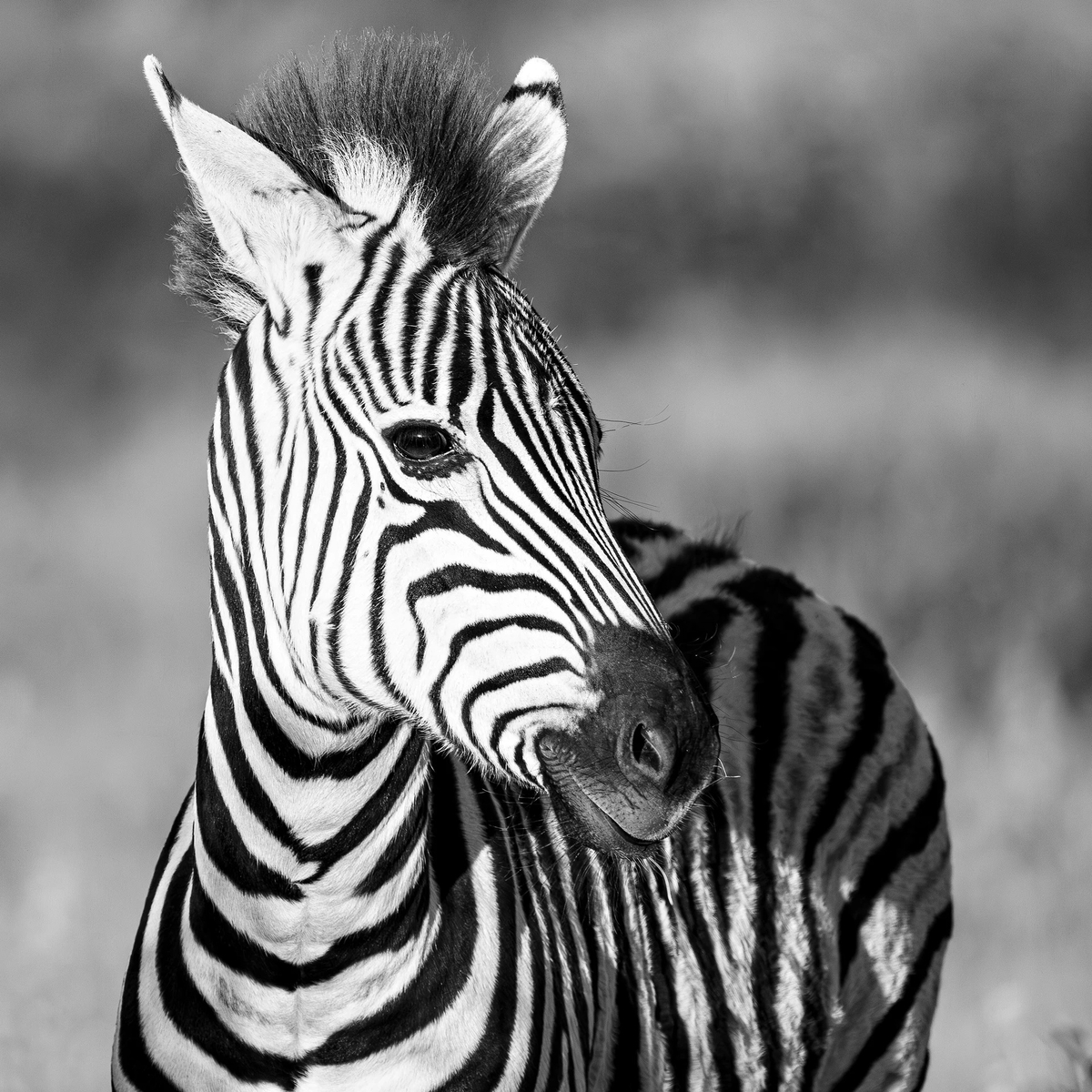 5platz zebra von ralf wandke 20240103 1512654377