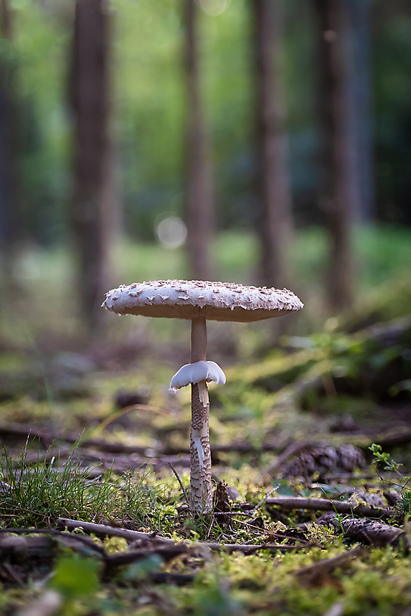 2platz evi bin ich essbar 20210915 1454888483