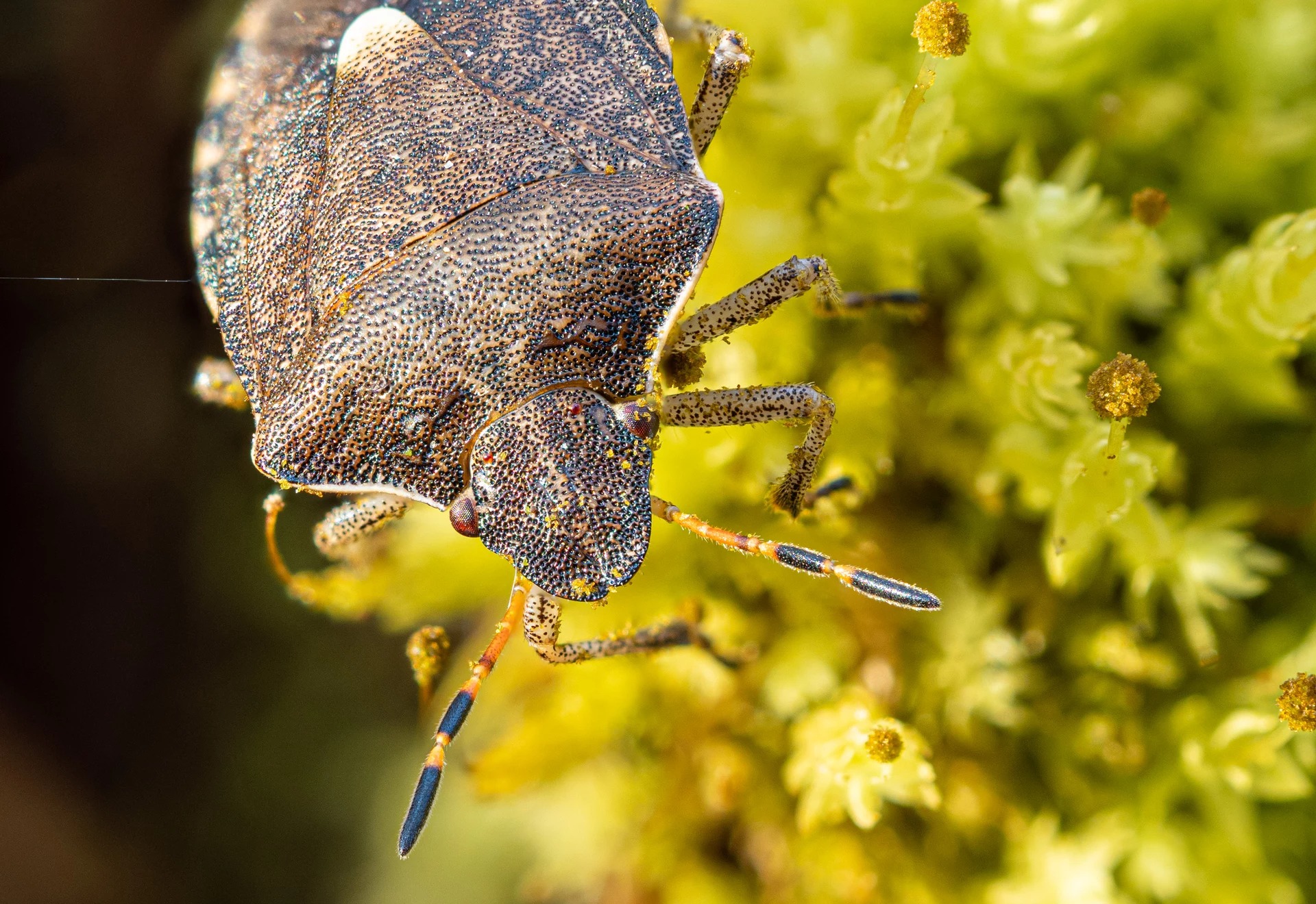 3platz gartenwanze von hermann weiss 20240410 1488517885