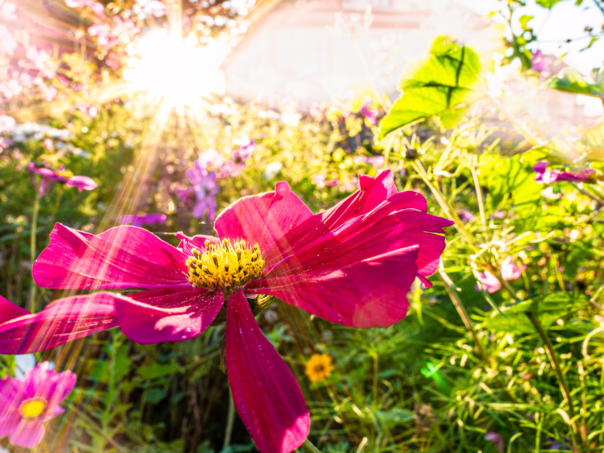 traumgarten von weiss hermann 20181013 4530098v2 20190926 1526069639