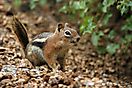 Streifenhörnchen
