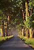 Allee im Abendlicht 