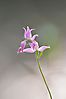 Rotes Waldvöglein (Cephalanthera rubra)