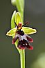 Fliegen-Ragwurz (Ophrys insectifera)