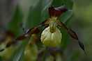 Gelber Frauenschuh (Cypripedium calceolus) 