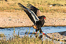 Bateleur - Kgalagadi Botswana