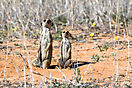 Erdmännchen - Kgalagadi Botswana